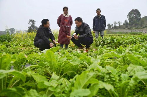重慶農(nóng)科院 2023年科技成果發(fā)布會 見證農(nóng)業(yè)科技 重慶制造 發(fā)展成就