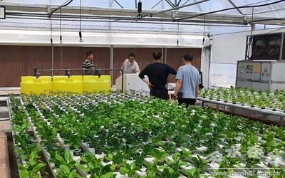 天水市農業(yè)農村局組織&ldquo;三區(qū)&rdquo;科技人才開展科技服務指導蔬菜生產(圖)