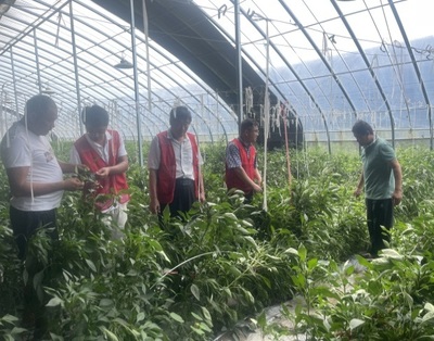 河南省果蔬產業科技特派員服務團深入睢縣開展科技服務，助力農業提質增效